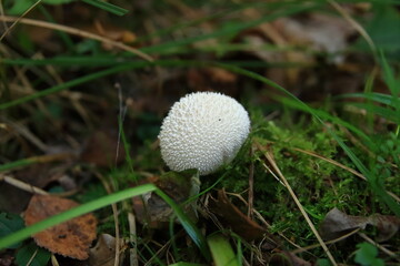 Purchawka chropowata - Lycoperdon perlatum © Gabriela