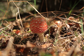 Muchomor czerwony - Amanita muscaria