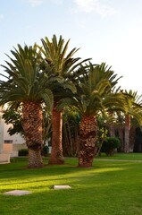 palm trees in the garden