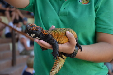lizard in hand
