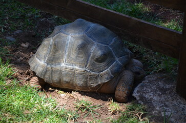 oasis wildlife on Fuerteventura