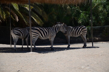 A zebra standing on a grassy plain in a natural park