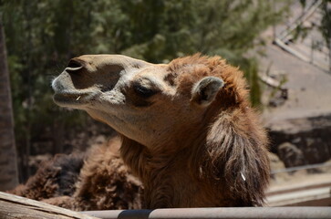 Portrait of a camel's head, taken in bright sunlight