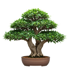 Mature ficus bonsai tree with dense green leaves and gnarled trunks, in an unglazed pot, isolated on a seamless transparent background with bright high-key studio lighting Concept of natural elegance