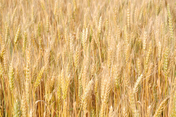 Yellow wheat field. Ears of ripe wheat.