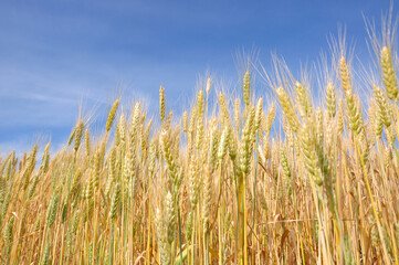 Yellow wheat field against the blue sky