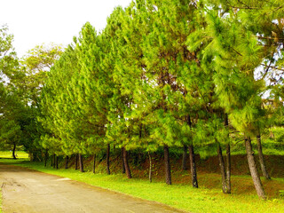 Pine Trees on Green Hill Under Bright Sky. Beautiful Pine Forest Landscape with Blue Sky. Fresh Green Pine Trees in Natural Park.
