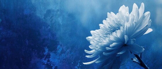 Blue Toned Chrysanthemum Flower with Textured Background for Decor and Design Projects