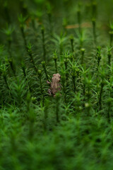 small frog in the grass