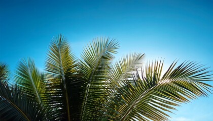 palm fronds silhouette against cloudless azure bright nature vegetation