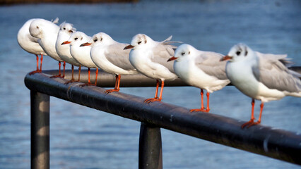 Perfectly aligned. A row of seagulls perched neatly on the metal railing, with the blue water in the background.

