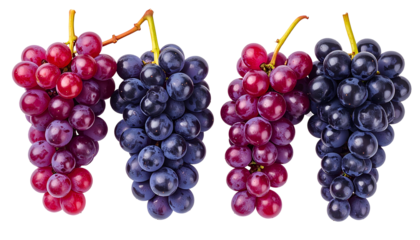 Four bunches of vibrant grapes, red and blue shades on a black background