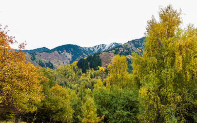 autumn forest in the mountains