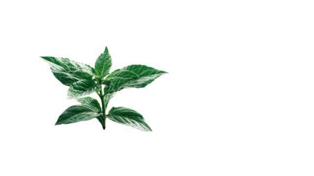 Fresh green sprout with healthy leaves, natural organic plant growth illustration on white background - Powered by Adobe