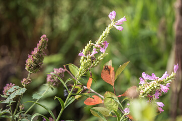Blütenstände der Duftnessel Agastache foeniculum und Gelenkblume Physostegia virginiana vor unscharfem Hintergrund