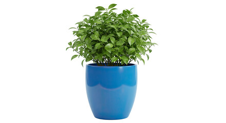 Lush green basil plant in a vibrant blue ceramic pot.