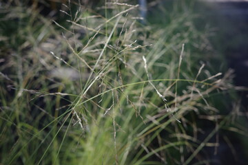 秋の朝日を浴びて、メヒシバがやわらかに輝いています。金色に染まった穂が風に揺れ、朝の光とともに秋の爽やかさを映し出しています。