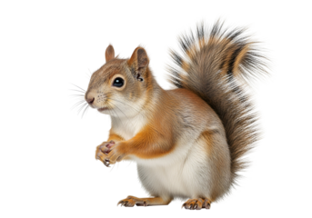 A detailed close-up image of a red squirrel, showcasing its rich fur and bushy tail against a stark black background.