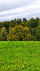 Lush green meadow with dense forest in autumn