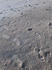 Close-up view of sandy beach with numerous animal tracks and footprints on the coarse textured surface du daytime