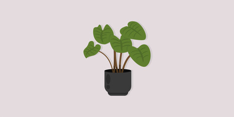 Minimalist Green Indoor Plant in Black Pot