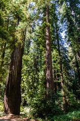 Fototapeta premium California Henry Cowell Redwoods State Park Sequoias or red trees are an amazing creation of nature.