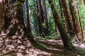 Obraz premium California Henry Cowell Redwoods State Park Sequoias or red trees are an amazing creation of nature.