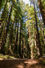California Henry Cowell Redwoods State Park Sequoias or red trees are an amazing creation of nature.