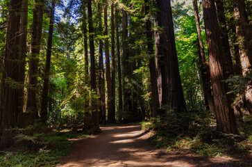 Obraz premium California Henry Cowell Redwoods State Park