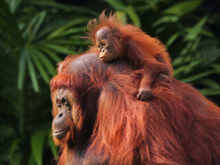 Baby Bornean Orang Utan hugging mother with affection and love while playing outdoor.