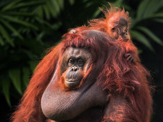 Baby Bornean Orang Utan hugging mother with affection and love while playing outdoor.
