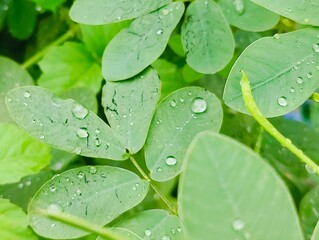 Fresh green leaves with water droplets in natural outdoor setting