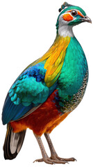 Obraz premium blue and yellow macaw ara ararauna