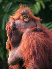 Baby Bornean Orang Utan hugging mother with affection and love while playing outdoor.