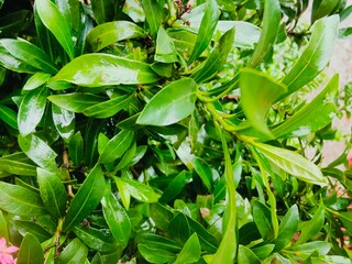 Fresh green leaves with water droplets in natural outdoor setting
