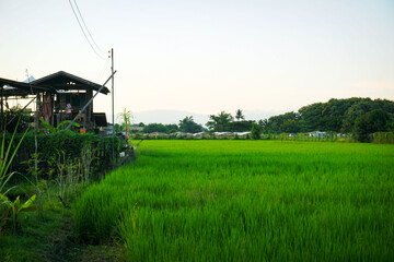 A vibrant and contrasting rural scene showing a traditional wooden structure next to a lush rice field.