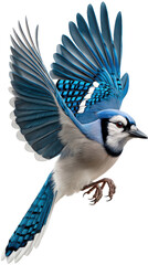 blue jay on white background