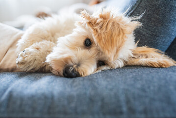Fluffy Malipoo (Moodle) puppy dozing off on a large sofa.