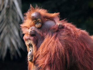 Baby Bornean Orang Utan hugging mother with affection and love while playing outdoor.