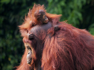 Baby Bornean Orang Utan hugging mother with affection and love while playing outdoor.