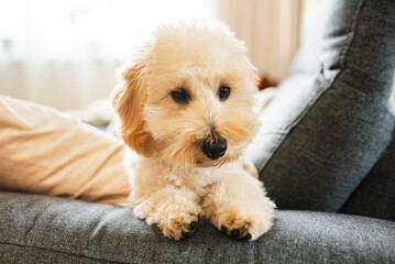 Close-up portrait of a small, charming Malipoo (Moodle) puppy sitting on the couch.