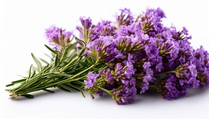Obraz premium limonium graphic isolated on white