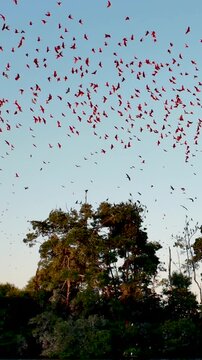 Fock Of The Guaras At Parnaiba In Piaui Brazil. Seabirds Riverside. Wildlife Landscape. Piaui Brazil. Parnaiba Delta Phenomenon. Fock Of The Guaras At Parnaiba In Piaui Brazil. Parnaiba Delta.