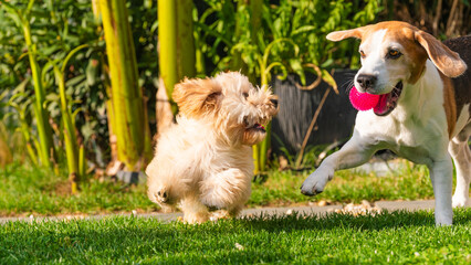Two dogs running on the lawn: a Malipoo puppy chasing a Beagle with a pink toy.