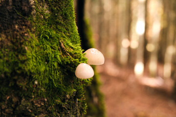 Funghi bianchi su tronco muschioso in foresta