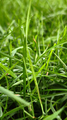 Fresh dew on lush green grass blades in morning light