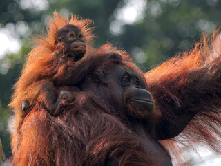 Baby Bornean Orang Utan hugging mother with affection and love while playing outdoor.