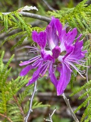 Blueberry ledges in Baxter State Park, Maine
