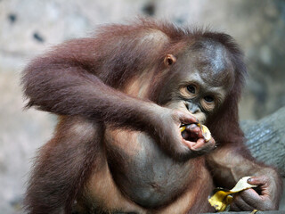 Baby Bornean Orang Utan Kalimantan enjoying meals and looking at camera. The Bornean orangutan, Pongo pygmaeus, is a species of orangutan native to the island of Borneo. 