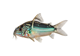 A side view of a vividly colored fish, showcasing intricate patterns and striking teal hues against a stark black backdrop.